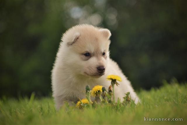 Chiots sibérien husky a donner 