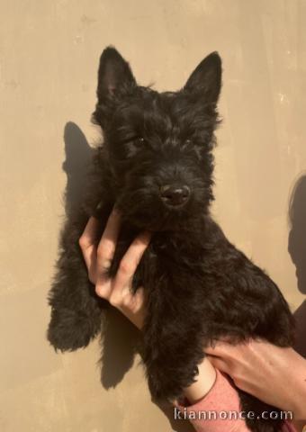 Chiot Scottish Terrier à adopter 
