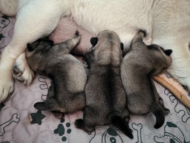 Bébé chiot carlin disponible à donner 