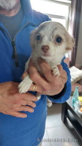 chiots chihuahua femelle a donner 