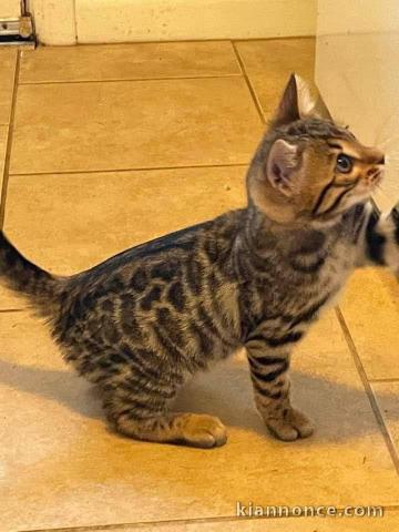 Bébé chaton Bengal à donner mâle 