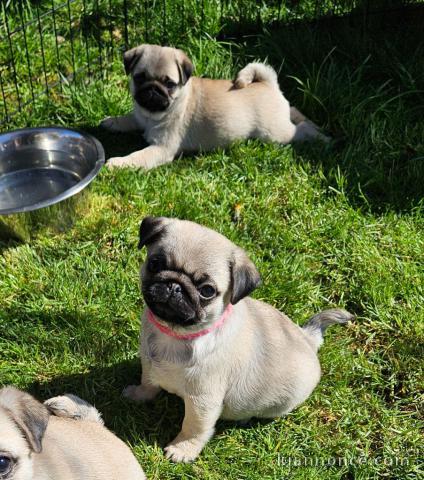 chiots type carlin a donner 