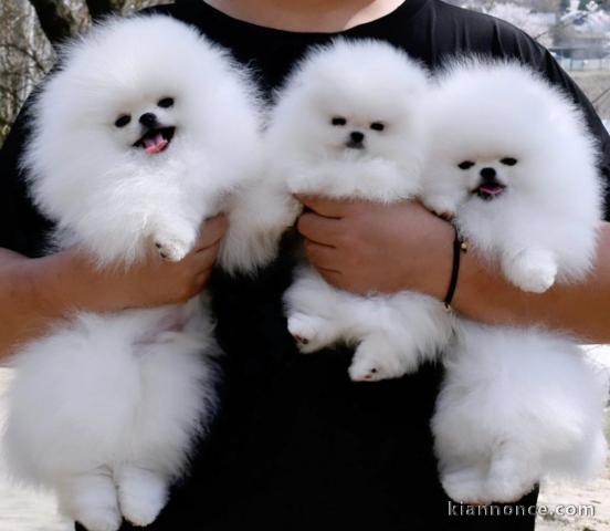 Chiots Pomeranian Teacup disponibles à la vente