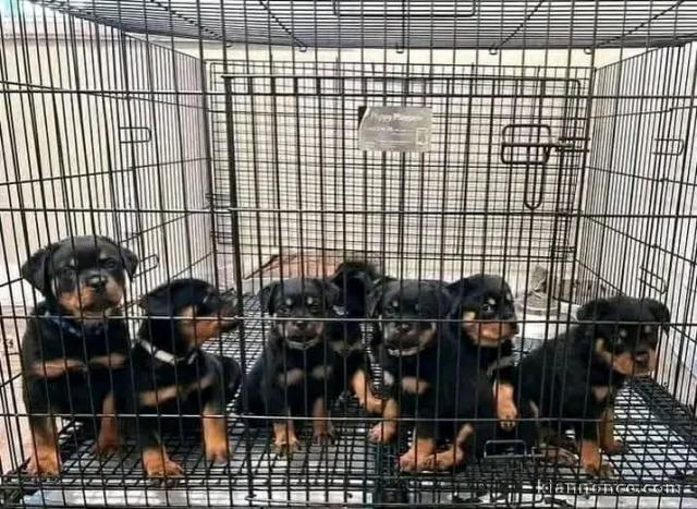 chiots rottweiler à adopter 