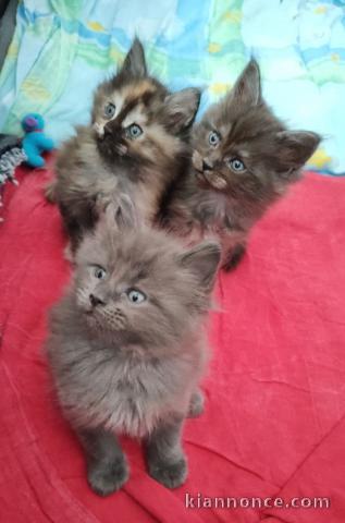 chaton Maine coon disponible 