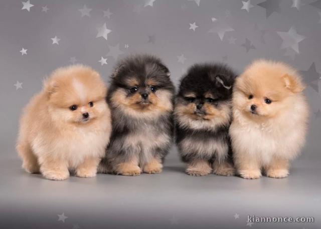 adopter chiot spitz nain Poméranie 