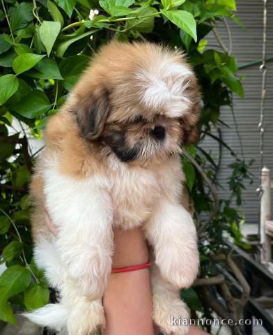 chiot Shih Tzu à donner 