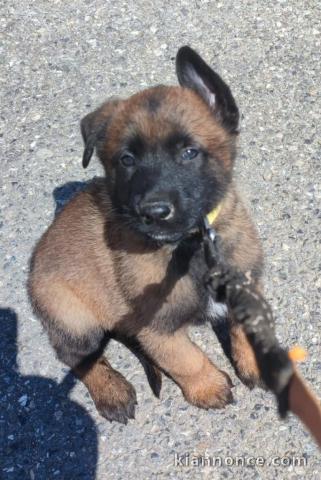 chiots belge belge lof mâle a donner 