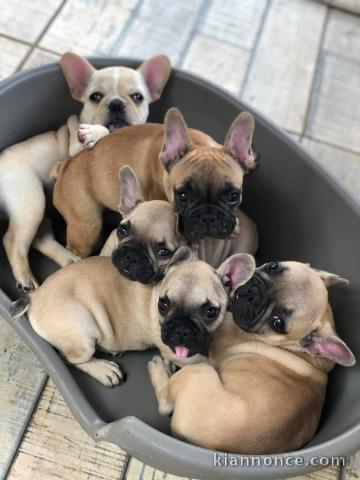 Adopter chiot bouledogue français disponible 