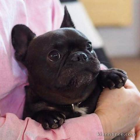 chiots bouledogue français à donner 