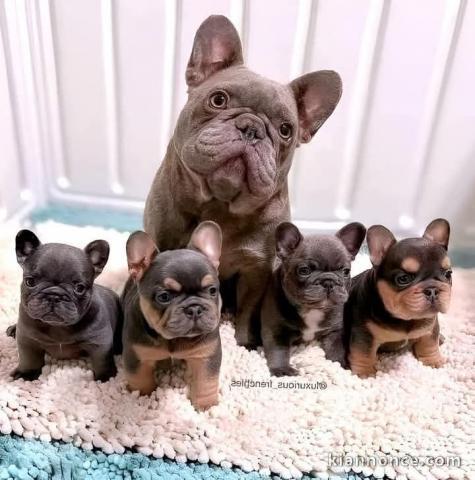 chiots bouledogue français à donner 