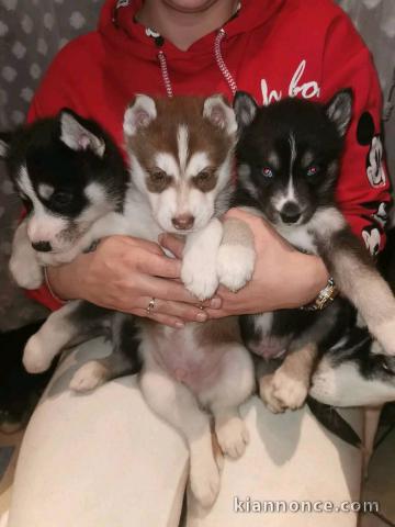 chiots husky sibérien à donner 