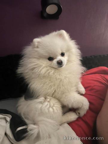 chiots spitz nain a donner 