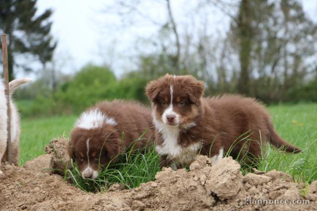 Berger Australien a donner 