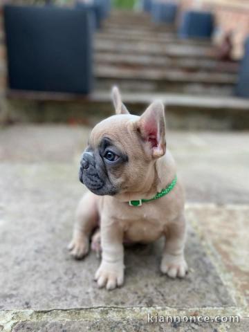 chiot bulldog français femelle a donner 