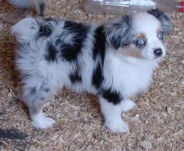 chien berger australien mâle a donner 