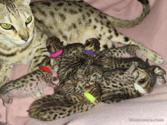 Chatons Savannah mâle et femelle à donner 