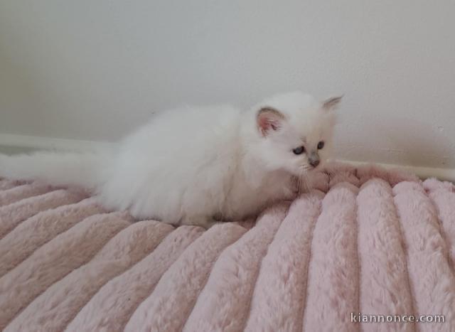 Bébé chaton sacré brimanie a donner 