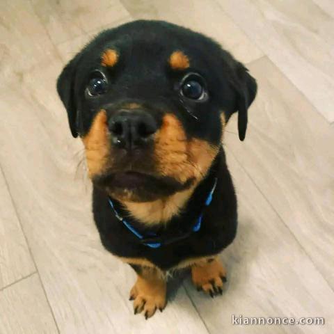 chiots rottweiler à donner 