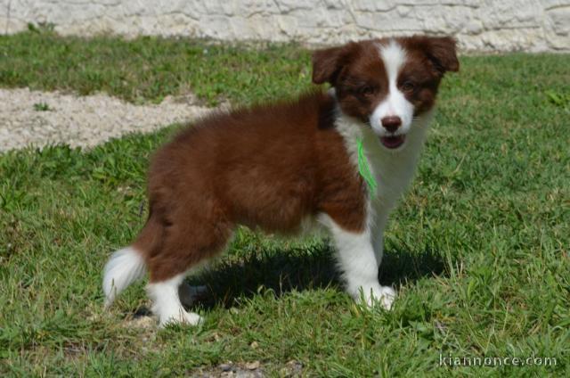 chiots Border collier Femelle a donner urgent 
