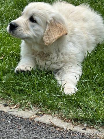 bébé chiot golden retriever mâle a donner 