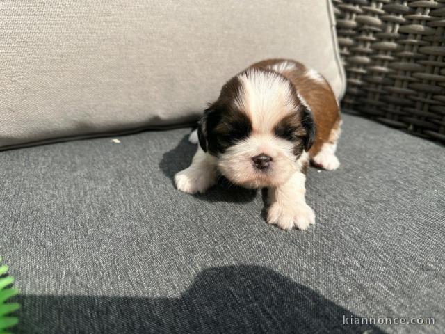 chiots Shih Tzu femelle adorable à donner 
