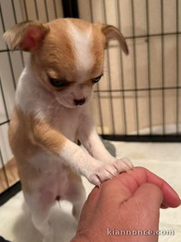 chiots chihuahua femelle a donner 