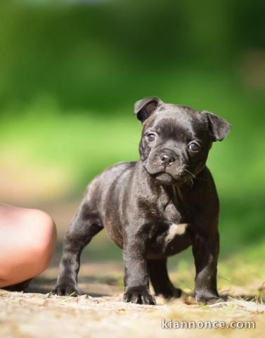 chiot staffie à adopter mâle 