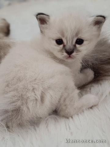 bébé chaton brimanie sacré 