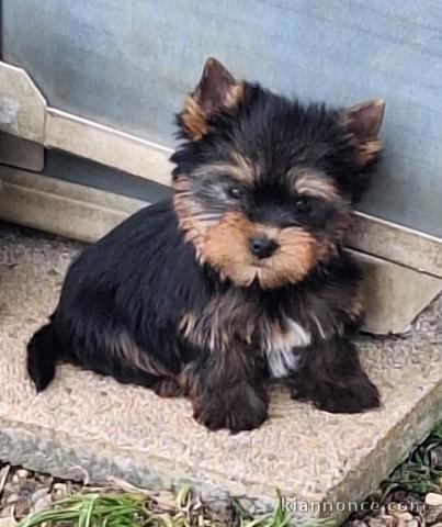 chiots York mâle a donner 