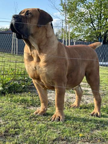 Mastiff sud-africain – Chiots Boerboel
