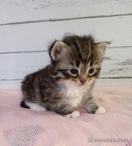 Bébé chaton sibérien disponible à adopter 