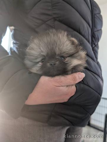 Bébé chiot spitz allemand race pure 