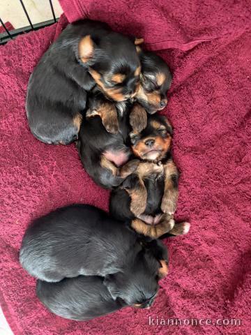 Adoption chiot Yorkshire disponible 