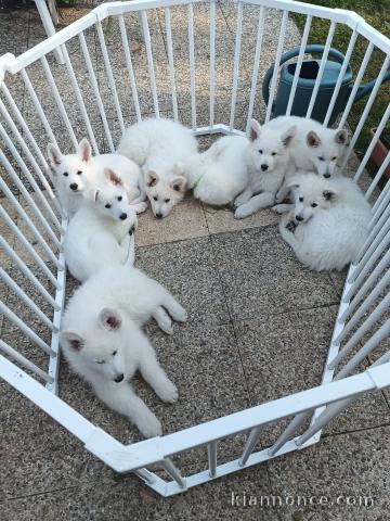 Chiots berger blanc suisse lof disponible 