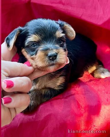 Je donne chiot Yorkshire disponible 