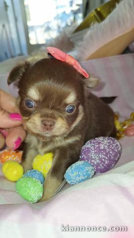 Adoption chiot chihuahua mâle 