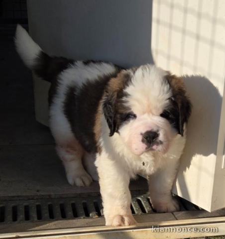 chiot saint Bernard à donner 