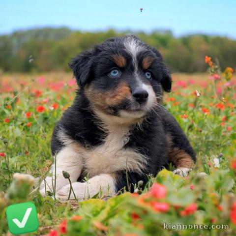 chiots berger australien lof mâle a donner 