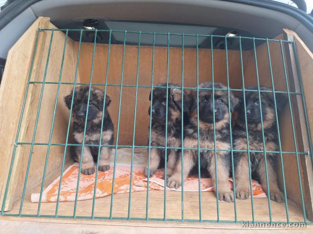 Bébé chiot berger allemand à adopter 