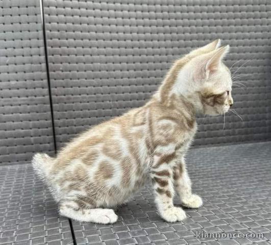 Magnifique chatons Bengal contre bons soins 