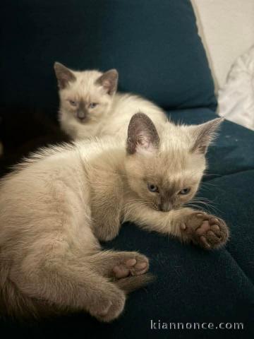 Bébé chaton siamois a donner 