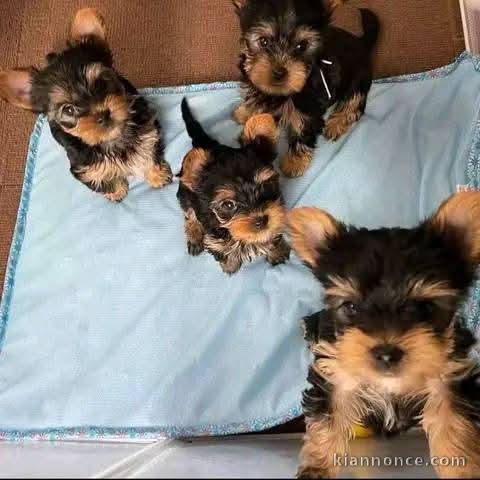 Bébé chiot Yorkshire terrier mâle et femelle a donner 