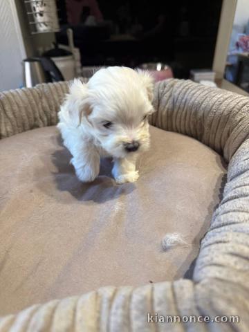 Chiots bichon maltais à adopter 