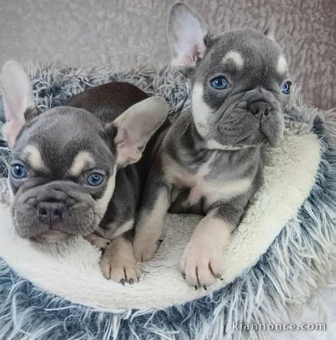 Magnifique chiot bouledogue français 