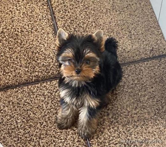 Adopter chiot York mâle disponible 
