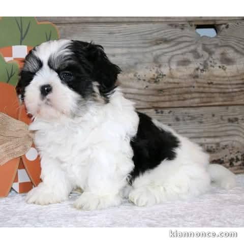 Bébé chiot Shih Tzu a donner mâle 