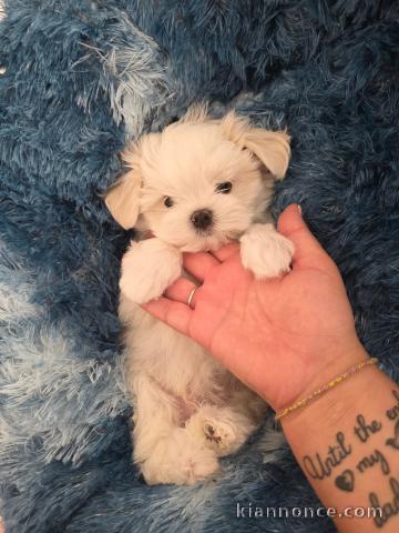 Chiots bichon maltais à adopter 