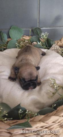 Chiots bouledogue français a donner 