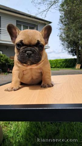 Bébé chiot bulldog français femelle a donner 